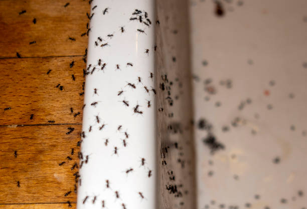 Best Flea Control Services  in West, TX